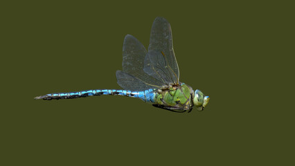 Une libellule anax empereur en vol