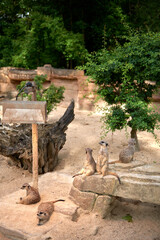 Meerkats' Oasis in the Heart of the Zoo. Enchanting Meerkats. Meerkat: Whimsical Moments in the Wilderness. Exploring the Savanna Landscape. Playful Meerkats in the African Sun. Guardians of the