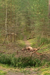 Obraz premium Waldweg