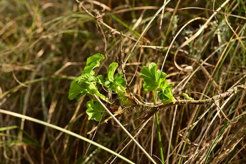 Junges Grün der Wildrose - Frühling
