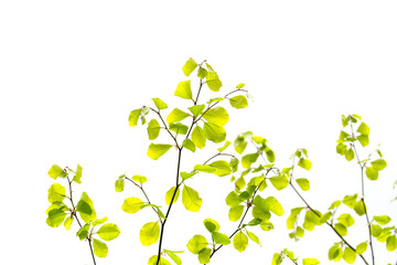 green leaves on a branch on a white background