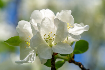 Stunning contrast of delicate flowers against the background of strong branches of an apple tree. The beauty of nature captured in the simple symbolizes the fleeting beauty and fragility of life.