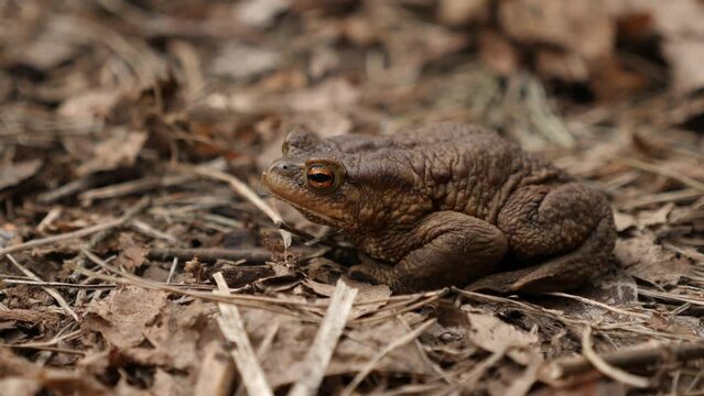 A toad in its natural habitat surrounded by dry leaves and twigs; it s a glimpse