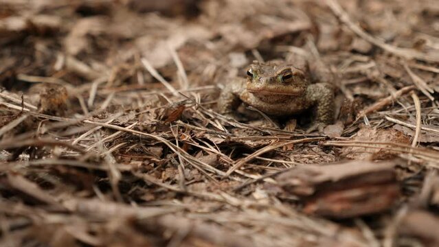 Frog camouflaged among dry leaves and twigs.