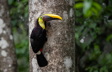 Toucan in the rainforest of Costa Rica  - obrazy, fototapety, plakaty