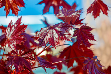 Norway Maple 'Royal Red' Reddish-purple leaves add a pop of color to any landscape. Prepares for...