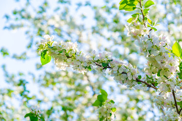 Apple tree decorated with beautiful delicate flowers The beauty of nature in all its glory A feast...