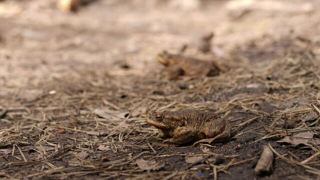 Toad blends with dry ground in natures disguise.