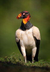 King vulture in the rainforest of Costa Rica - obrazy, fototapety, plakaty