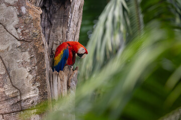 Scarlet Macaw in Costa Rica in the rainforest - obrazy, fototapety, plakaty