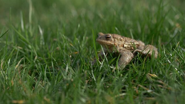 A brown frog nestled in vibrant green grass. Turns to the camera