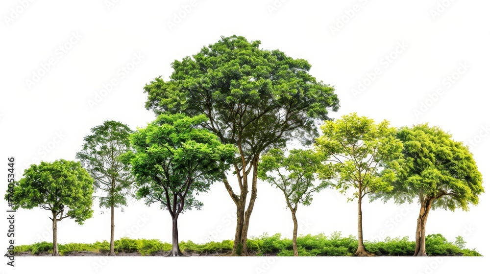 Poster isolated tree group on a white background