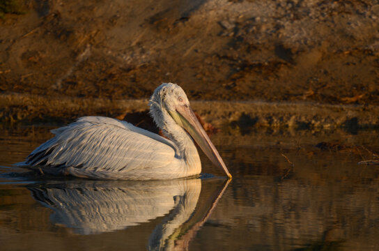 Dalmatian pelican or Pelecanus crispus, the largest member of the pelican family, observed near Jamnagar, Gujarat, India