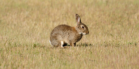 un lapin dans un champ