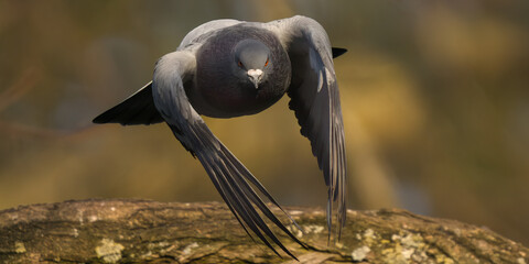 pigeon en vol de face
