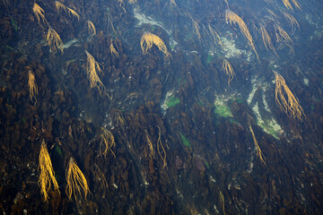 View of algae on the current - Atlantic Bridge on the Isle of Seil on the B844 - Argyll and Bute -...