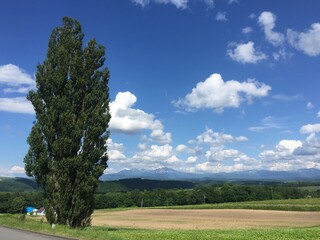 北海道美瑛のケンとメリーの木