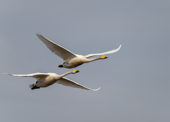 Whooper  swans flying in the sky