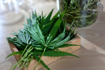 Fresh cannabis leaves and dried cannabis leaves in the beake before making the extrect for medicine.