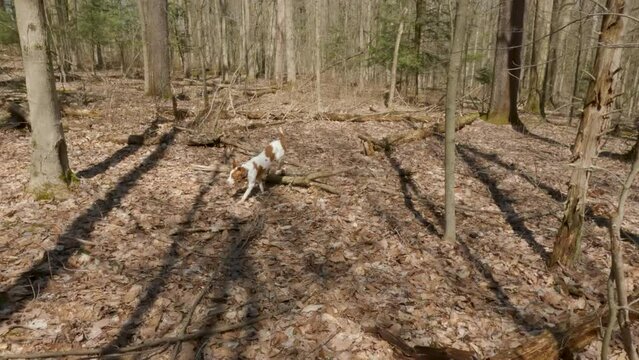 hunting dog running through the woods in spring 