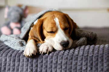 A beagle dog sleeps on the bed under a gray knitted blanket.