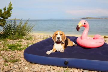 A beagle dog is lying on an air mattress on the beach by the sea.