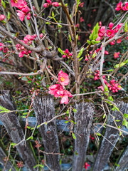 pink flowers in a garden
