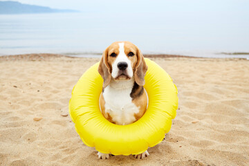 A cute beagle dog in a floating ring sits on a sandy beach. Summer vacation at the sea with pet.