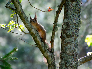 rotes junges Eichh&ouml;rnchen im Baum mit Sonnenlicht