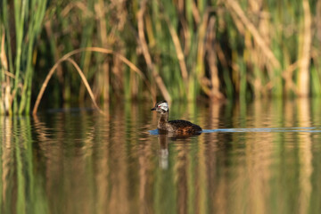 White tufted Grebe, La Pampa Province, Patagonia, Argentina