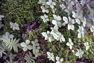 苔と山の植物