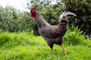 free roosters in the field