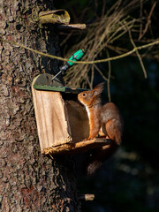  red squirrel in the tree