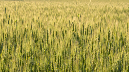 Two-rowed barley or Hordeum distichon growing in the field, stems in the rays of sunlight.