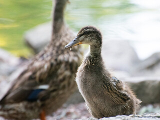 small duckling in the water