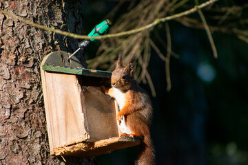 rotes Eichh&ouml;rnchen an einer Futterstation