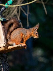 squirrel on a feedinstation