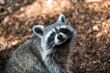 Closeup shot of an adorable raccoon looking at the camera
