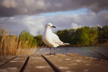 Shallow focus of adorable seagull standing on wooden dock in New Zealand - Powered by Adobe