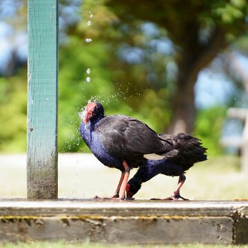 Two Australasian swamphens drinking and splashing water from the puddle