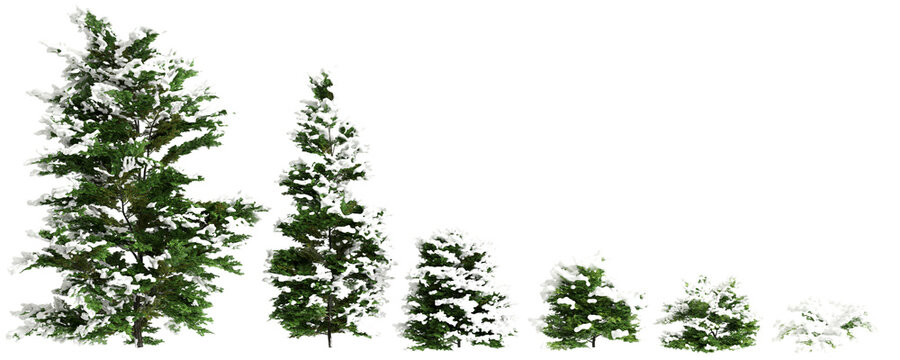 3d illustration of set Chamaecyparis obtusa snow covered bush isolated on transparent background