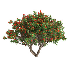 3d illustration of Saraca asoca tree isolated on transparent background