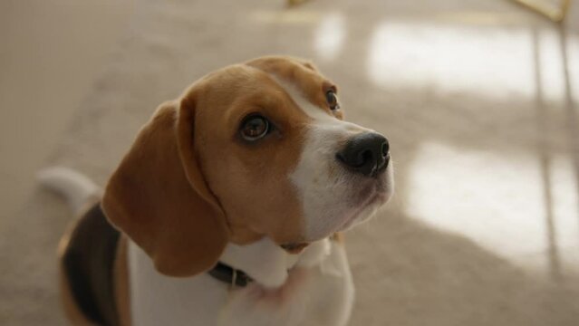 A beautiful beagle dog looks carefully at the food moving in front of him