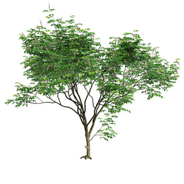 3d illustration of set Millettia pinnata tree isolated on transparent background