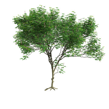 3d illustration of set Millettia pinnata tree isolated on transparent background