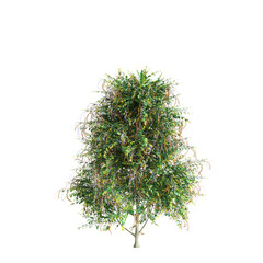 3d illustration of Duranta repens bush isolated on transparent background