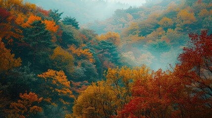 Autumn abstract background, south korea - obrazy, fototapety, plakaty