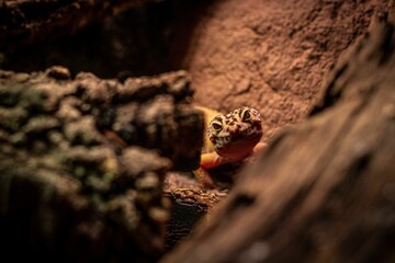 Selective focus of a spotted yellow and brown gekko in its natural rocky habitat