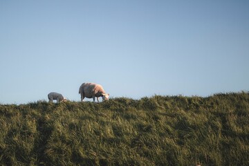 Low angle shot of sheep grazing on a rural green field