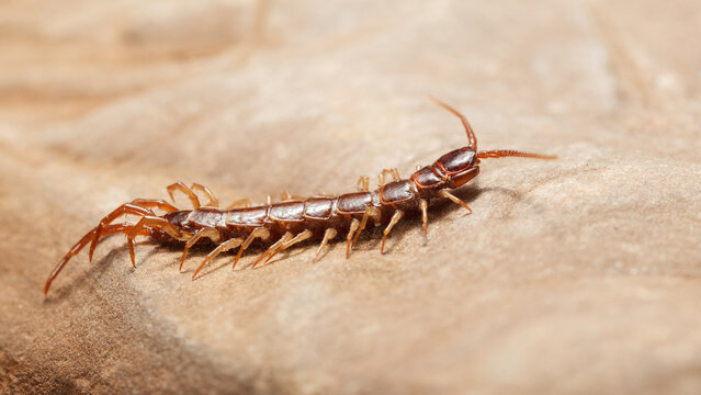 Hunting centipede